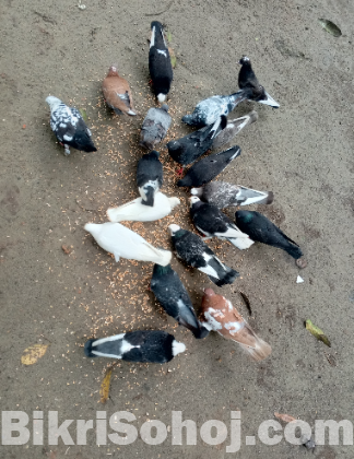 কবুতর